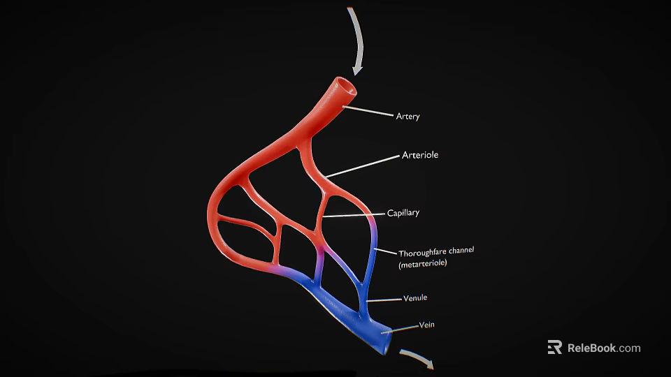 Vascular System Anatomical Model Medical Device with Artery Capillary and Vein Labels 3d model 