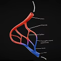 Vascular System Anatomical Model Medical Device with Artery Capillary and Vein Labels