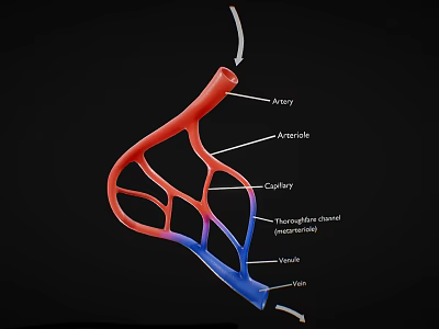 Vascular System Anatomical Model Medical Device with Artery Capillary and Vein Labels 3d model