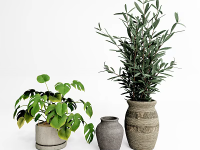 Lush Green Potted Plants With Olive And Large Leaves In Ceramic And Woven Pots 3d model
