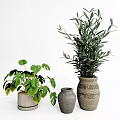 Lush Green Potted Plants With Olive And Large Leaves In Ceramic And Woven Pots