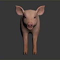 Realistic Pink Pig 3D Model Standing On Dark Background With Smooth Texture 3d model