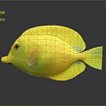 Bright Yellow Fish With Red Eyes And Yellow Fins On Dark Background With Reflection