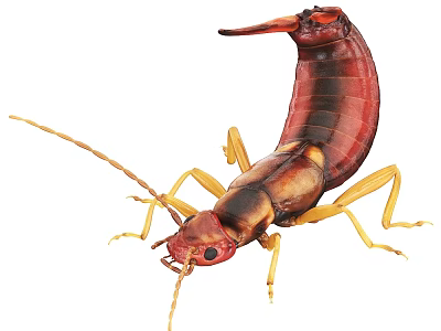 Red And Black Reptile With Yellow Legs And Curved Body In Close Up View 3d model