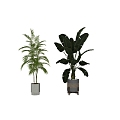 Modern Green Plant Bonsai Banana Leaf Scatter Kwai 3d model