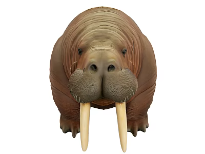 Walrus Head With Long Tusks And Whiskers In Close Up View 3d model