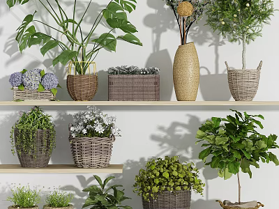 Bonsai and Potted Plants Arranged on Shelves with Wicker Baskets and Various Greenery 3d model