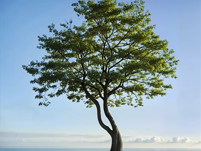 Lush Green Tree With Curved Trunk Against Blue Sky And Sea Background 3d model