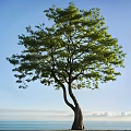 Lush Green Tree With Curved Trunk Against Blue Sky And Sea Background