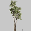 Arbor Tree With Tall Trunk And Lush Green Foliage In Natural Setting