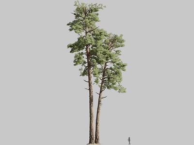 Arbor Tree With Tall Trunk And Lush Green Foliage In Natural Setting 3d model
