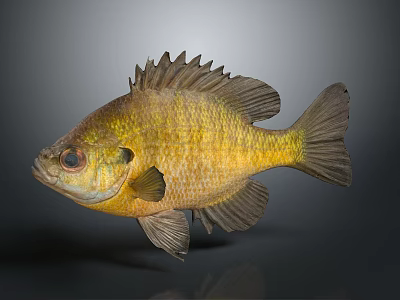 Golden yellow freshwater fish with spiny dorsal fin and detailed scales on gray background 3d model