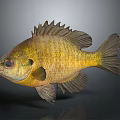 Golden yellow freshwater fish with spiny dorsal fin and detailed scales on gray background