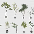 Bonsai Potted Plants With Various Tree Shapes Green Leaves Gray White Pots On White Background