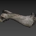 Weathered Animal Bone With Greenish Patina And Natural Surface Texture