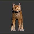Orange Tabby Cat Standing Looking to Side on Black Shiny Surface with Reflection 3d model