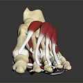 Detailed Foot Anatomical Model With Skeletal Structure And Muscle Tissue For Medical Education