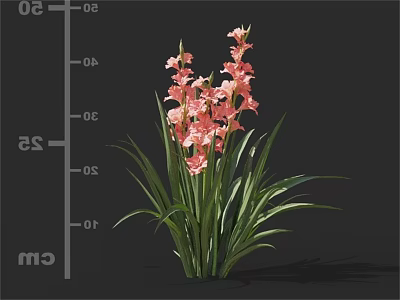 Vibrant Pink Gladiolus Flowers With Tall Green Leaves In Natural Growth 3d model