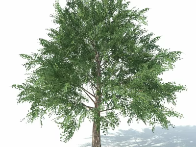 Tall Arbor With Lush Green Foliage And Strong Trunk Structure 3d model