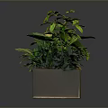 Various Green Plants in Rectangular Planter with Different Leaf Shapes on Dark Background