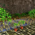 Lush Trees Bearing Green Leaves And Yellow Fruits Against Graffiti Stone Wall With Stone Pavement
