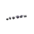 Beautiful Lavender Plants with Purple Flowers and Green Stems Growing in Clusters on White Background