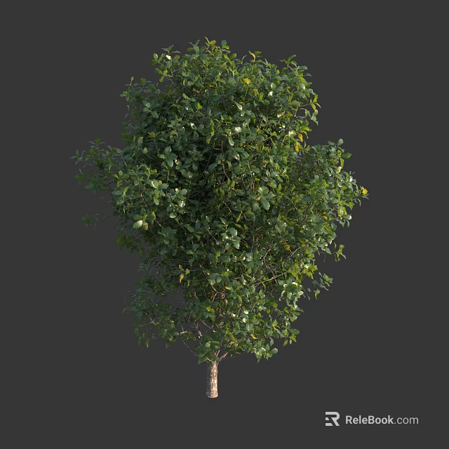 Lush Green Arbor With Dense Foliage And Slender Trunk In Natural View 3d model 