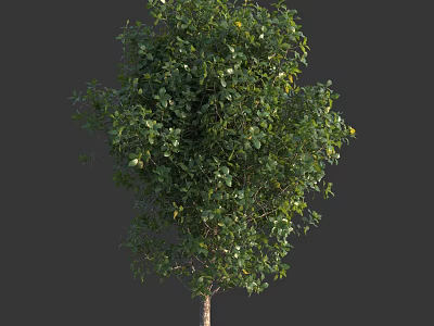 Lush Green Arbor With Dense Foliage And Slender Trunk In Natural View 3d model