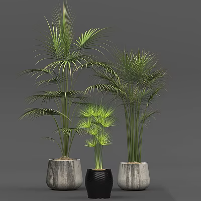 Green Leafy Potted Plants In Modern Stylish Planters For Home Decor 3d model