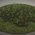 Lush Natural Terrain Covered With Green Grass Small Plants And Thick Vegetation