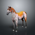 Stunning Orange And White Horse With Distinctive Coat Standing On Gray Background
