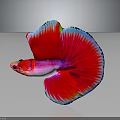 Vibrant Red Halfmoon Betta Fish with Pink Body and Blue Edged Fins on Dark Background