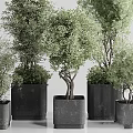 Garden Ornamental Greenery With Various Sizes Potted Plants And Black Textured Square Pots