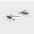 Two Dark Colored Reptiles Isolated On White Background With Distinct Features