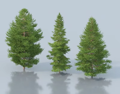 Three Evergreen Trees with Lush Green Foliage Standing with Ground Reflections 3d model