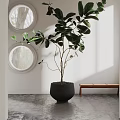 Modern Potted Plant With Dark Planter In Bright Room White Wall Round Window And Bench
