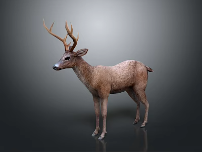 Realistic Deer 3D Model With Brown Fur And Antlers In Standing Pose 3d model