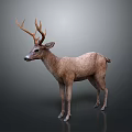 Realistic Deer 3D Model With Brown Fur And Antlers In Standing Pose