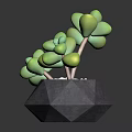 Decorative Green Clustered Succulent Plant in Modern Black Geometric Vase with Plump Leaves