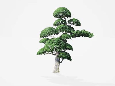 Artistically Shaped Arbor Featuring Layered Canopy Lush Green Foliage And Wooden Trunk 3d model