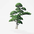 Artistically Shaped Arbor Featuring Layered Canopy Lush Green Foliage And Wooden Trunk