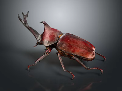 Rhinoceros Beetle With Large Horn Red Shiny Body On Gray Background And Long Legs 3d model
