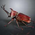 Rhinoceros Beetle With Large Horn Red Shiny Body On Gray Background And Long Legs