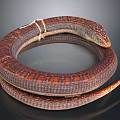Coiled Brown and Red Patterned Snake on Gray Background with Curled Body