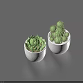 Two White Potted Plants with Succulent and Cactus for Indoor Decor 3d model