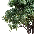 Vibrant Arbor With Lush Green Long Narrow Leaves And Small Orange Fruits