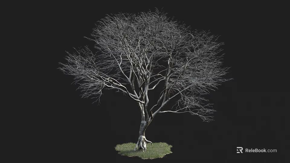Bare Tree with Twisted Trunk and Spreading Branches on Green Grass Against Black Background 3d model