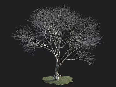Bare Tree with Twisted Trunk and Spreading Branches on Green Grass Against Black Background 3d model