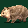 Cute Round Wombat With Thick Brown Fur Standing On Green Background