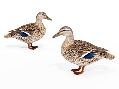 Two Brown Reptiles With Blue Markings Standing On White Surface 3d model
